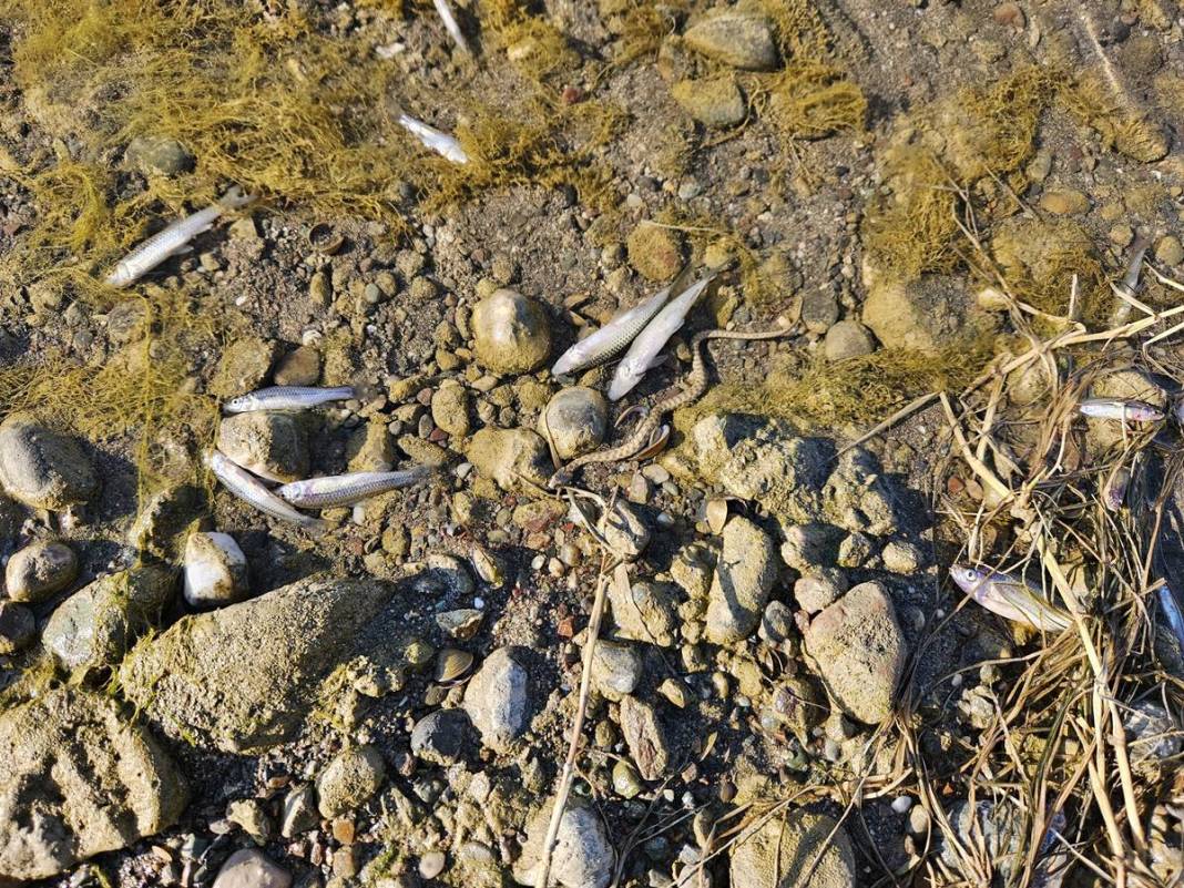 O kentteki korkutan görüntülere inceleme! Bakanlık yetkilileri bölgeye gönderildi 2